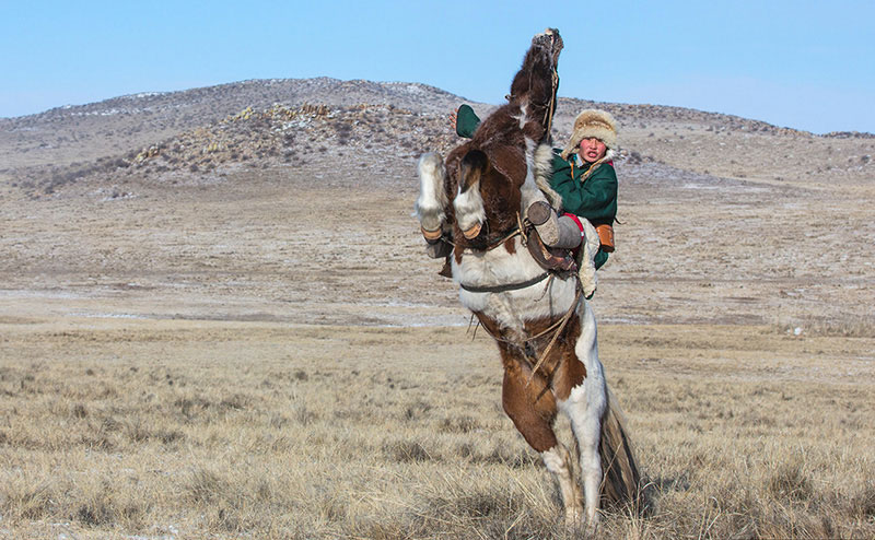 horse photos mongolia 